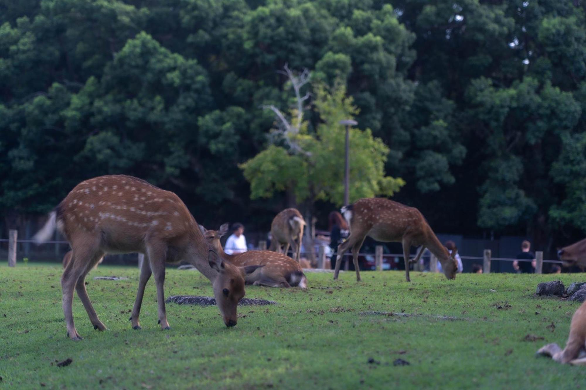 Nara Top Sights 5 To 20 Min Walk المظهر الخارجي الصورة