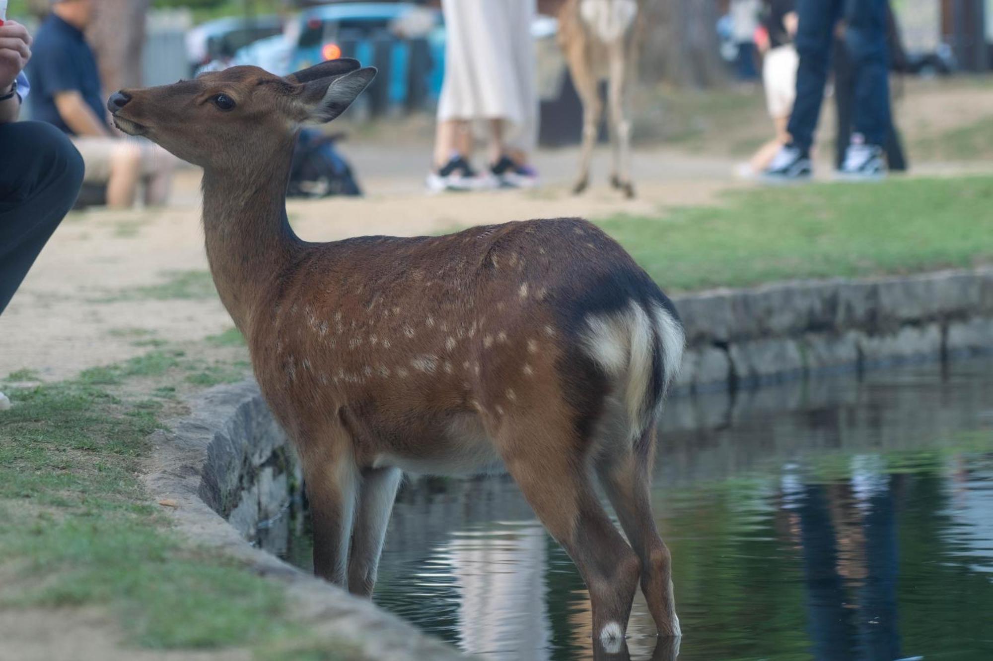 Nara Top Sights 5 To 20 Min Walk المظهر الخارجي الصورة